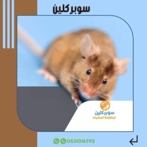 افضل شركة مكافحة حشرات حي النهضه